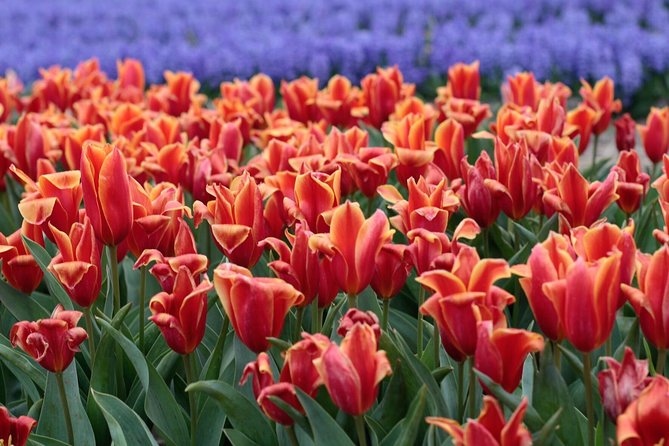 Amsterdam TulipFields of Holland Tour - Stop 2, De Tulperij: the farmer stop that turns pretty into understood