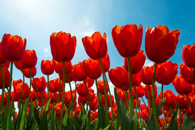 Amsterdam TulipFields of Holland Tour - Leander’s guiding style: VIP access without the attitude