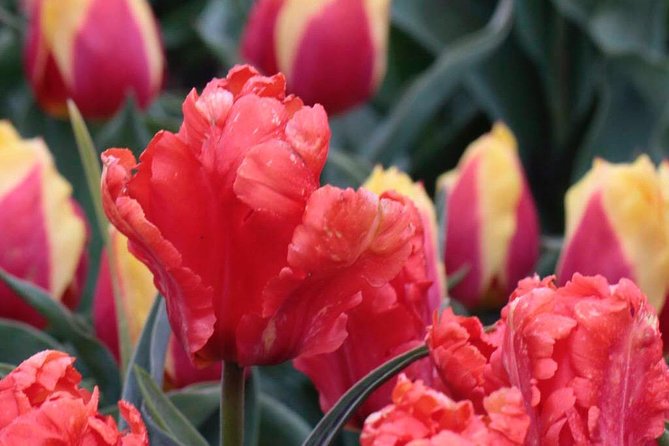 Amsterdam TulipFields of Holland Tour - Included snacks and comfort: a half-day that doesn’t leave you stranded