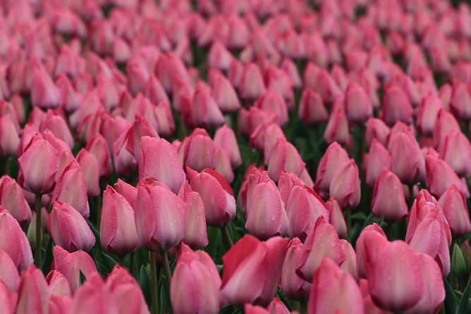 Amsterdam TulipFields of Holland Tour - Who this tour suits best (and who might rethink it)