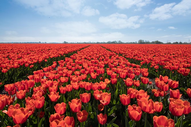Amsterdam TulipFields of Holland Tour - Stop 1, The Flower Bulb Region: stories plus real roadside field time