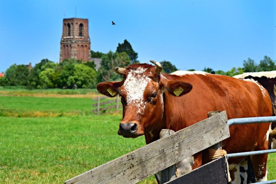 Amsterdam: Waterland District Countryside Villages Bike Tour - Who should book this Waterland bike tour, and who should skip it