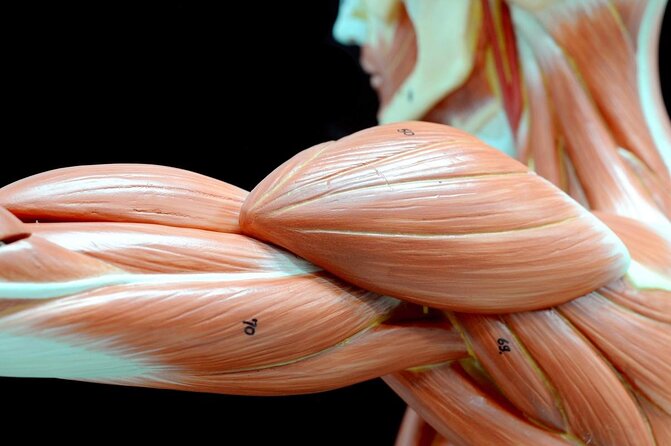 Body Worlds Amsterdam Admission Ticket - Key highlights you should know before you go