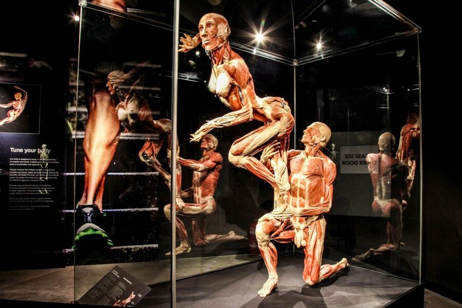 Body Worlds Amsterdam: The Happiness Project Ticket - What You’ll See That Might Be Hard to Unsee
