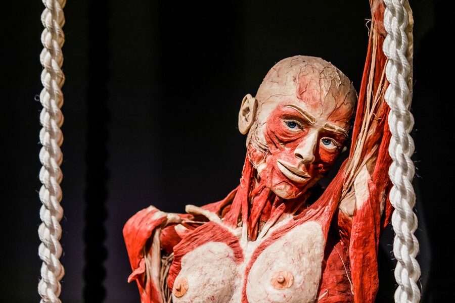 Body Worlds Amsterdam: The Happiness Project Ticket - Should You Book This Ticket?