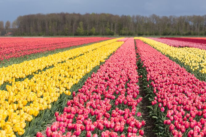 Day Trip to Famous Tulip Route in Noordoostpolder From Amsterdam - Key things that make this tulip day trip worth your time