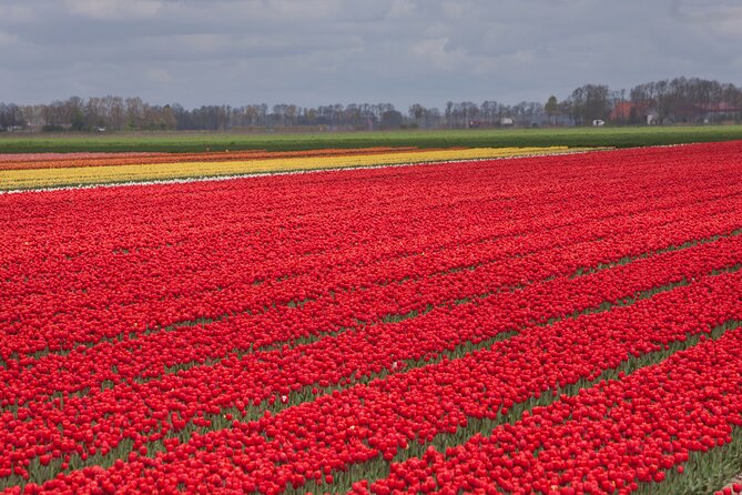 Day Trip to Famous Tulip Route in Noordoostpolder From Amsterdam - Noordoostpolder Tulip Route: real farmfields, not just gardens