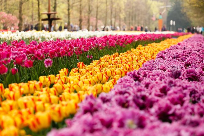 Day Trip to Keukenhof Gardens from Amsterdam with Tour Guide - Why This Keukenhof Trip Works: Entrance, Guide, and Easy Transport