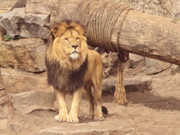 E-Bike Tour, Amsterdam's Highlights and Hidden Gems - Artis Zoo timing and Entrepotdok: animals without the full detour