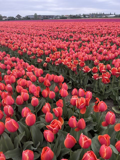Enjoy the tulip fields in a Landrover with a local guide! - Key things that make this tour worth your time