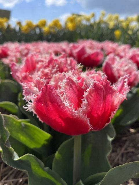 Enjoy the tulip fields in a Landrover with a local guide! - From Restaurant Hanami to real flower fields in 2.5 hours