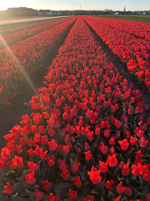 Enjoy the tulip fields in a Landrover with a local guide! - Price and value: is $100 a good deal?