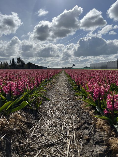 Enjoy the tulip fields in a Landrover with a local guide! - Practical logistics that help you enjoy the tour more