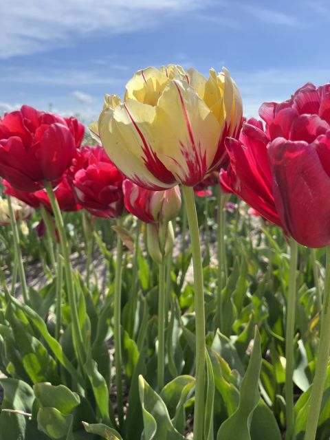 Enjoy the tulip fields in a Landrover with a local guide! - How a Land Rover ride changes your Keukenhof day