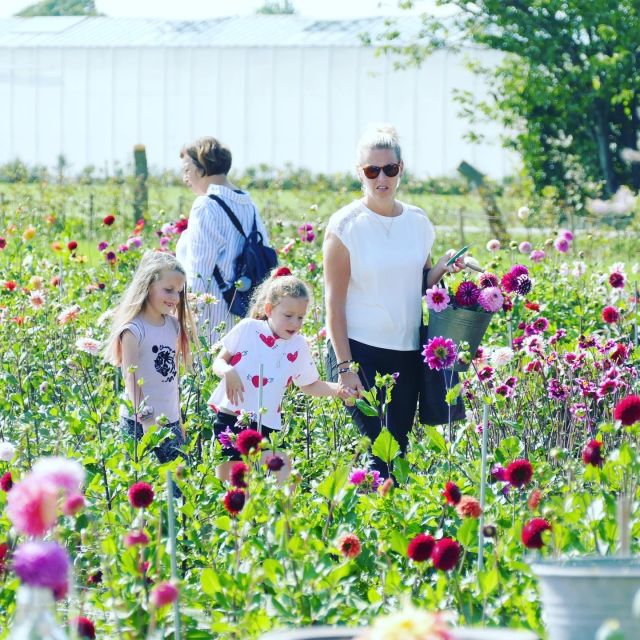 From Amsterdam: Holland Flower and Windmill Tour - summer ed - Key highlights to watch for
