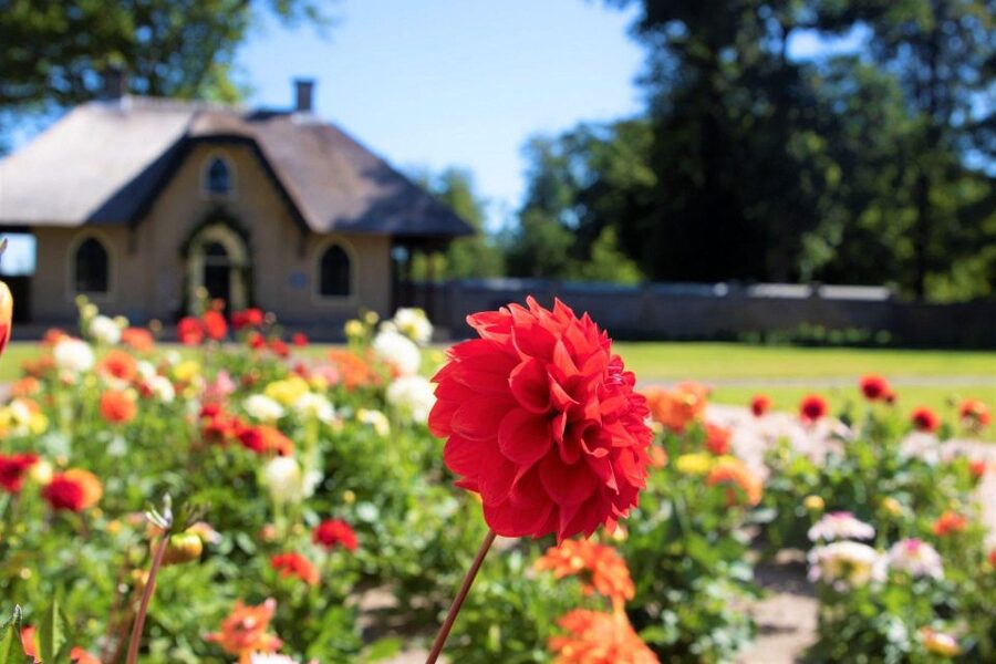 From Amsterdam: Holland Flower and Windmill Tour - summer ed - Dahlias and hands-on farm time with Daan and Anja