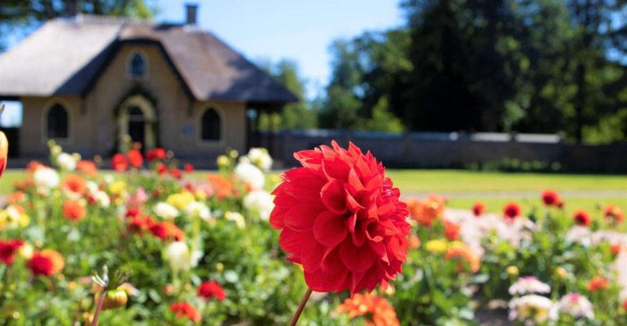 From Amsterdam: Holland Flower and Windmill Tour - summer ed - Meet at This is Holland, then head straight to De Tulperij