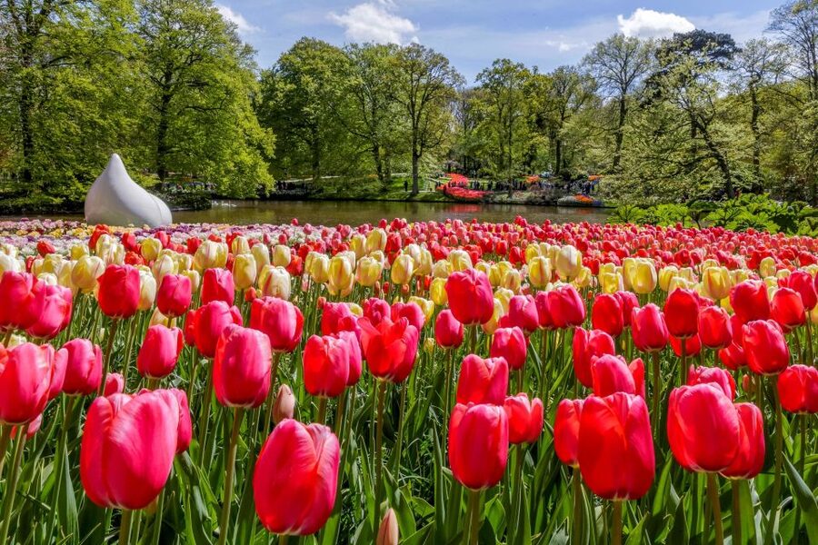 From Amsterdam: Keukenhof and Dutch Countryside Tour - Zaanse Schans and the windmills: seeing heritage that still runs