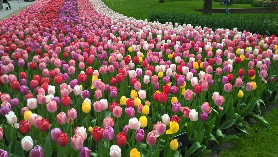 From Amsterdam: Keukenhof and Zaanse Schans Small Group Tour - Meeting Near Amsterdam Centraal and Getting on the Right Bus