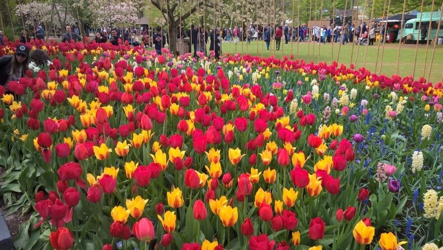 From Amsterdam: Keukenhof and Zaanse Schans Small Group Tour - FAQ