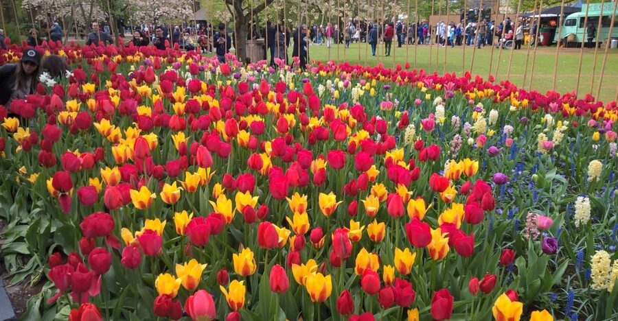 From Amsterdam: Keukenhof and Zaanse Schans Small Group Tour - Keukenhof Gardens: Making the Most of Your 3 Hours