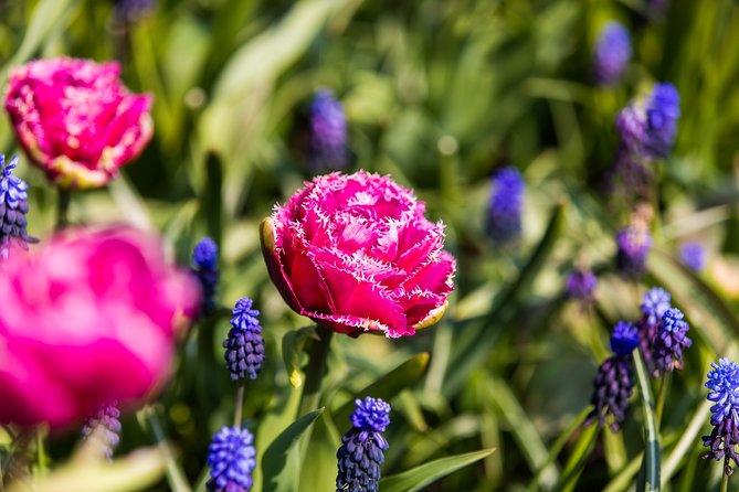 From Amsterdam: Keukenhof Gardens Ticket and Transfer - Price and value: is $41.51 a smart spring buy?