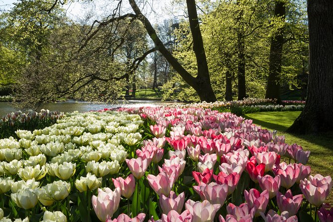 From Amsterdam: Keukenhof Gardens Ticket and Transfer - Who should book this Keukenhof ticket and transfer?