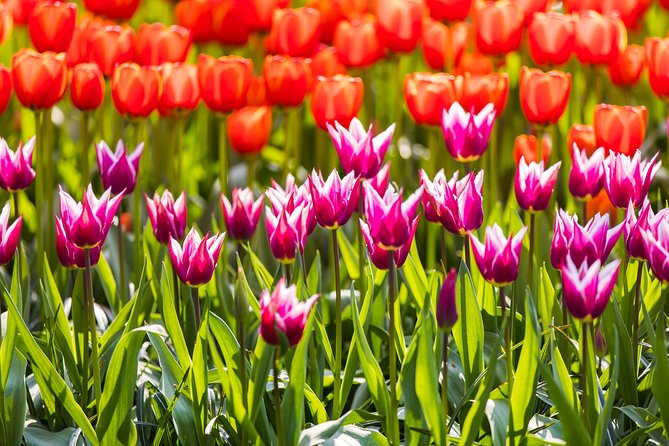 From Amsterdam: Keukenhof Gardens Ticket and Transfer - Keukenhof Gardens stop: 3 hours to see tulips your way