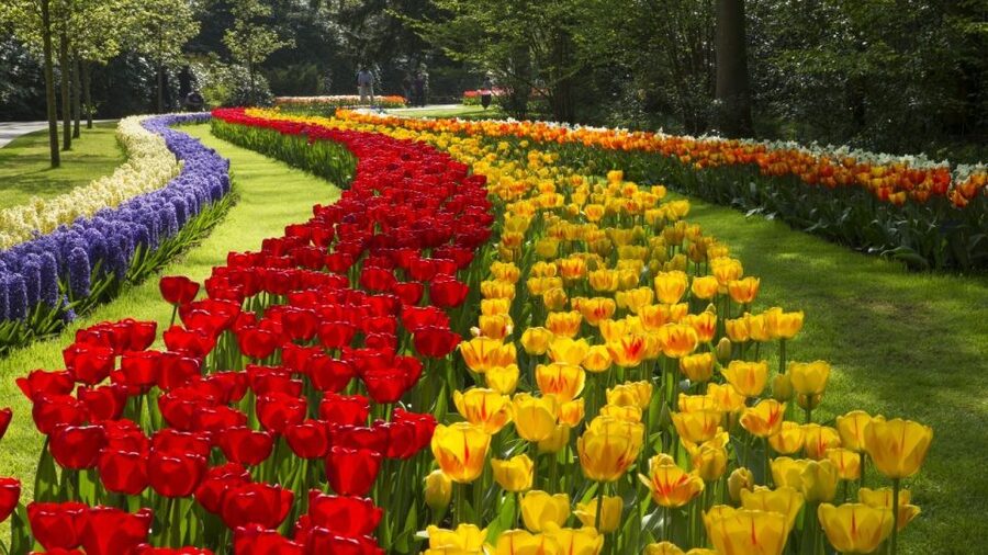 From Amsterdam: Keukenhof Gardens & Tulip Experience Tour - Keukenhof Gardens: 3 hours to make the most of 32 hectares