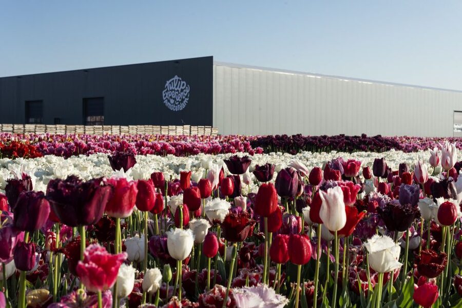From Amsterdam: Keukenhof Gardens & Tulip Experience Tour - Crowds, timing, and what to expect on a busy spring day