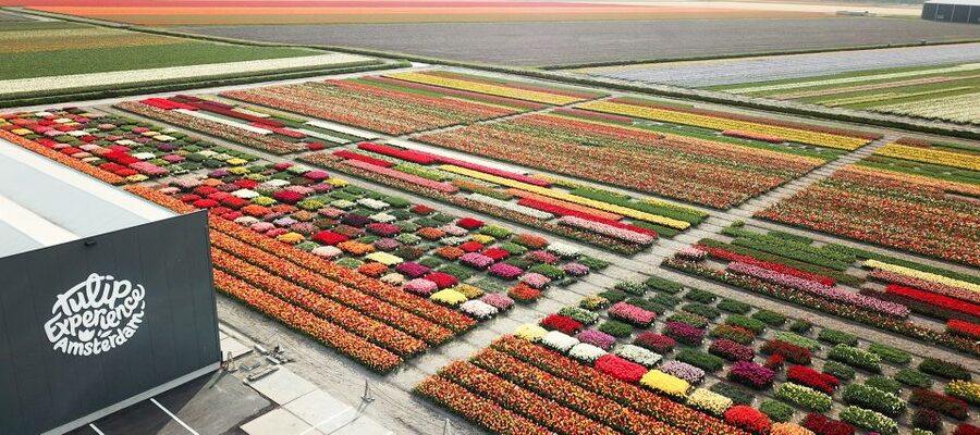 From Amsterdam: Keukenhof Gardens & Tulip Experience Tour - Getting great photos without turning into a traffic jam