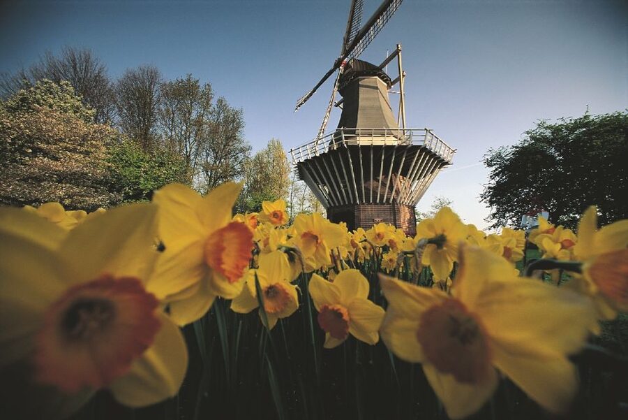 From Amsterdam: Keukenhof Gardens & Tulip Experience Tour - Who this tour is best for, and who should skip it
