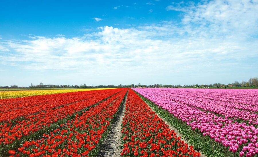 From Amsterdam: Tulip Fields of Holland Tour - What Makes This Half-Day Tulip Tour Worth Your Time