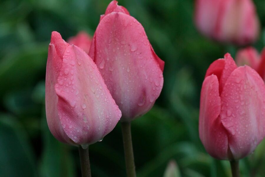 From Amsterdam: Tulip Fields of Holland Tour - How the Tour Runs From Amsterdam (And Why the Van Helps)