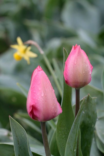 From Amsterdam: Tulip Fields of Holland Tour - What You’ll Actually Learn About Tulips and Hyacinths