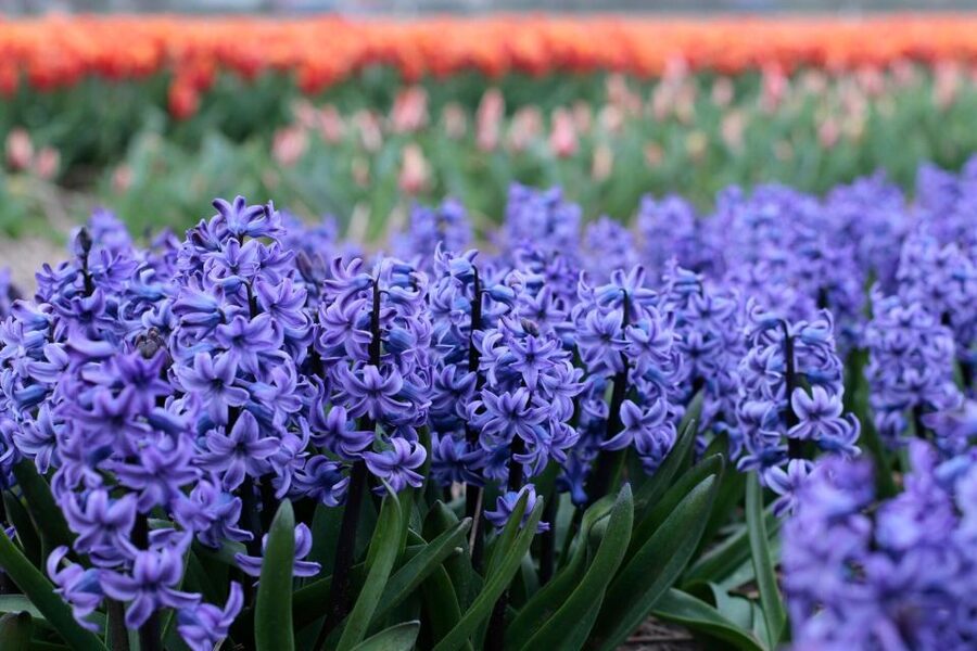 From Amsterdam: Tulip Fields of Holland Tour - The Best Time to Go: Bloom Windows and What to Expect