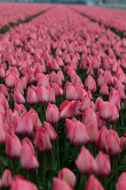 From Amsterdam: Tulip Fields of Holland Tour - Price and Value: Is $200 Worth a 5-Hour Tour?