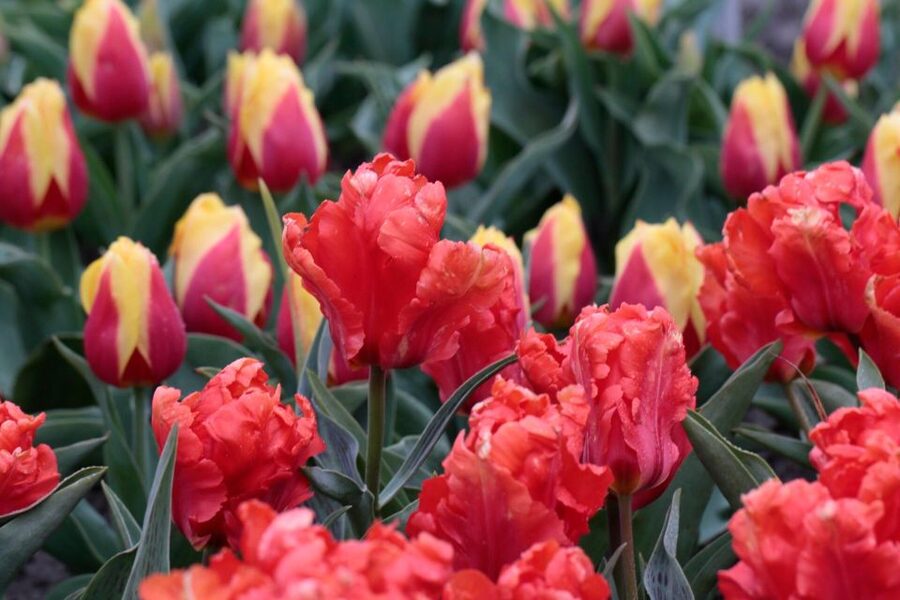 From Amsterdam: Tulip Fields of Holland Tour - Practical Tips for a Smooth Flower Day