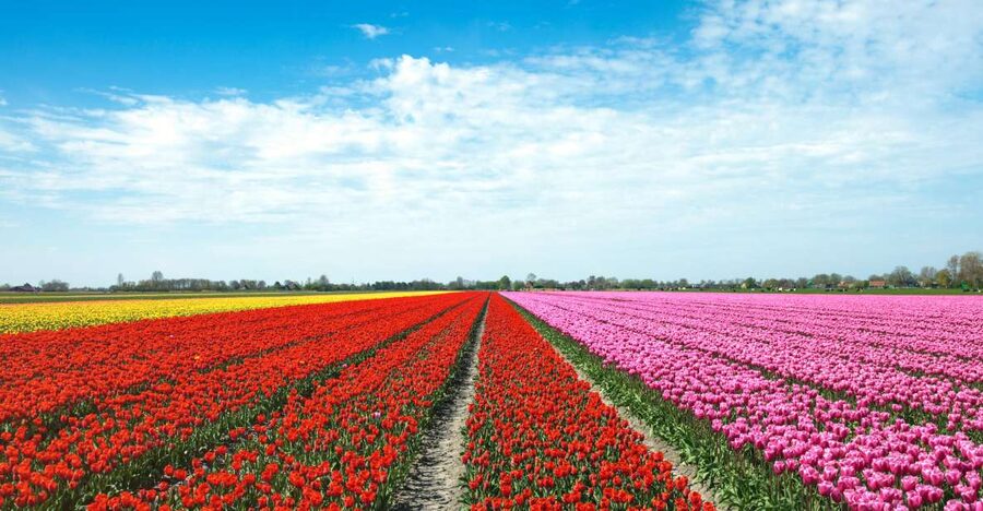 From Amsterdam: Tulip Fields of Holland Tour - Should You Book This Tulip Fields of Holland Tour?