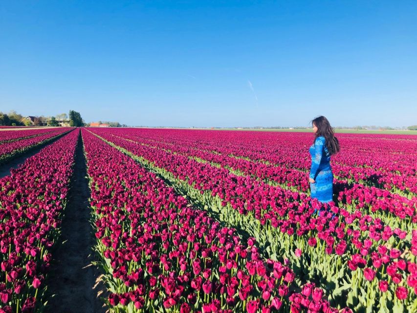 From Amsterdam: Tulip Tour Keukenhof & City Tour Delft - Key highlights I’d put on your radar