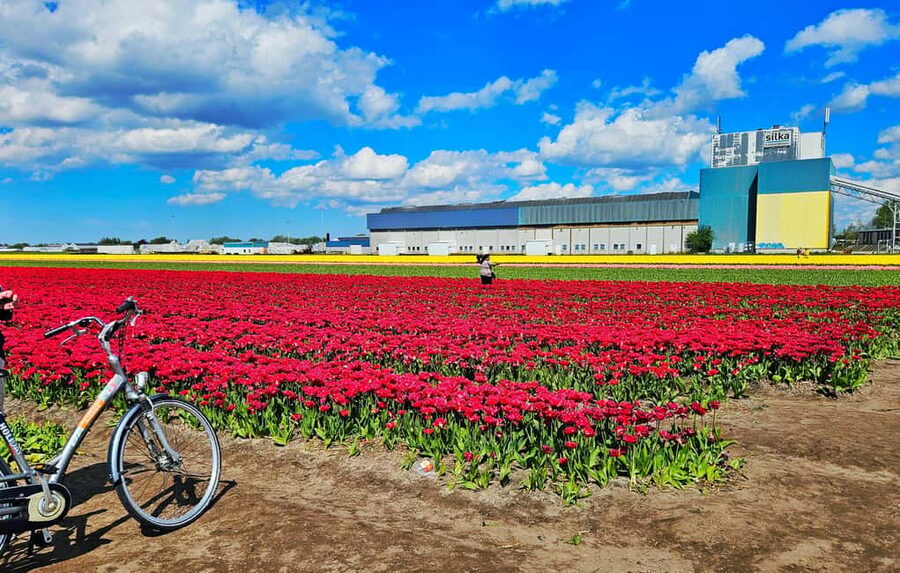 From Amsterdam: Tulip Tour Keukenhof & City Tour Delft - Who this tour suits best (and who should choose another option)