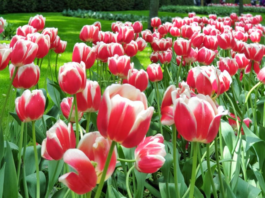 From Amsterdam: Tulip Tour Keukenhof & City Tour Delft - The Amsterdam-to-tulips-to-Delft game plan (and why it works)