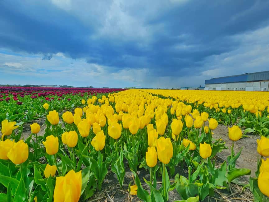 From Amsterdam: Tulip Tour Keukenhof & City Tour Delft - Delft after the flowers: what to expect in the canal-city center