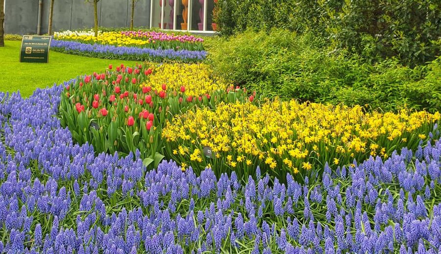 From Amsterdam: Tulip Tour Keukenhof & City Tour Delft - Keukenhof Gardens: where your photos start (and when to manage expectations)