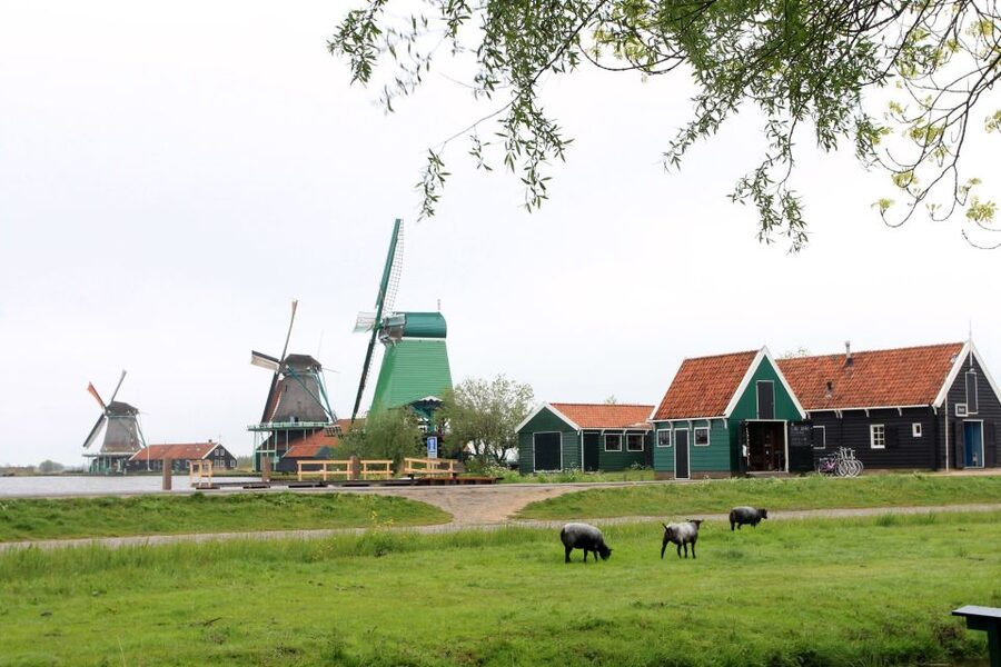 From Amsterdam: Windmills of Zaanse Schans Tour - The best part for many people: free time to roam and photograph