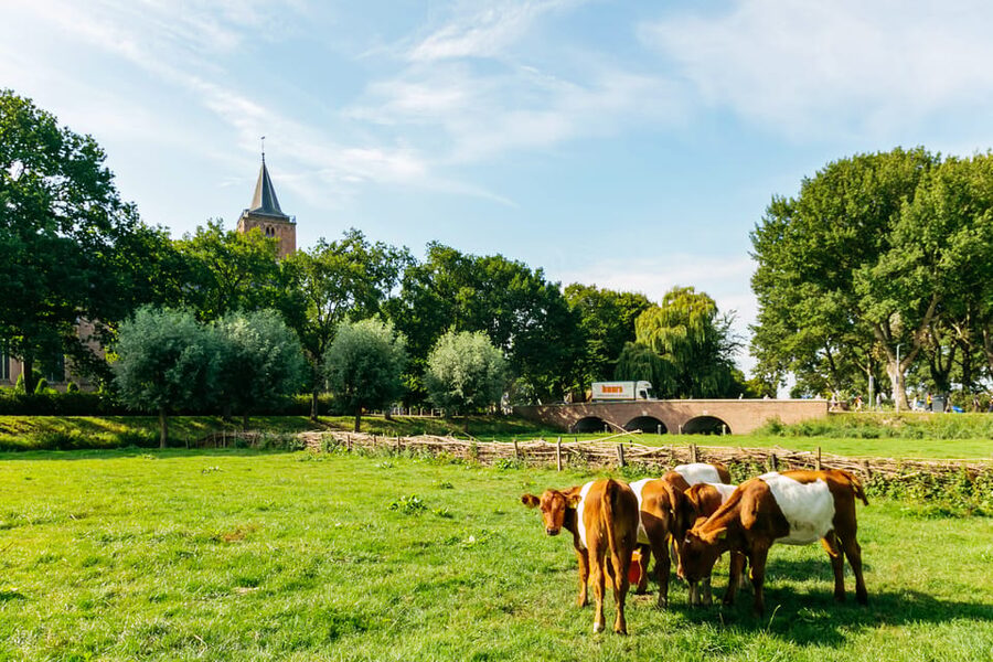 From Amsterdam: Zaanse Schans, Edam, & Marken Full-Day Trip - Optional Amsterdam canal cruise: a relaxing wrap, when it runs normally