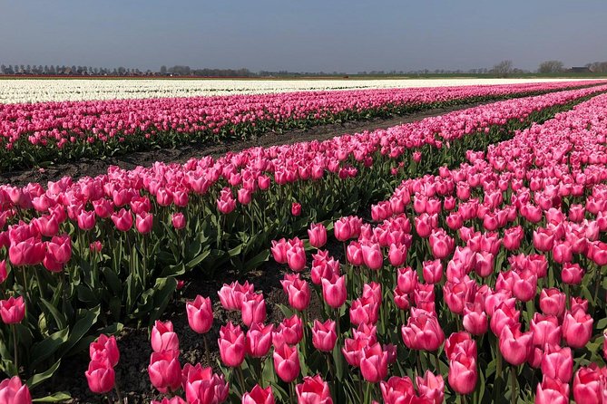 Full day tour to Texel - Friesian Islands - from Amsterdam - Texel is your fast route from Amsterdam to the Wadden Sea