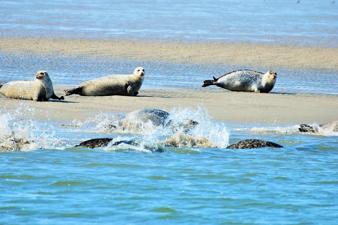 Full day tour to Texel - Friesian Islands - from Amsterdam - Texel exploration: 5 hours on the island, with room to wander