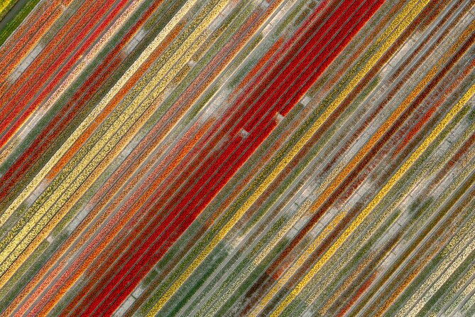 Guided Bike Tour along the Dutch Tulip Fields in Noord Holland - The pace and the wind: how 4 hours can feel easy or hard