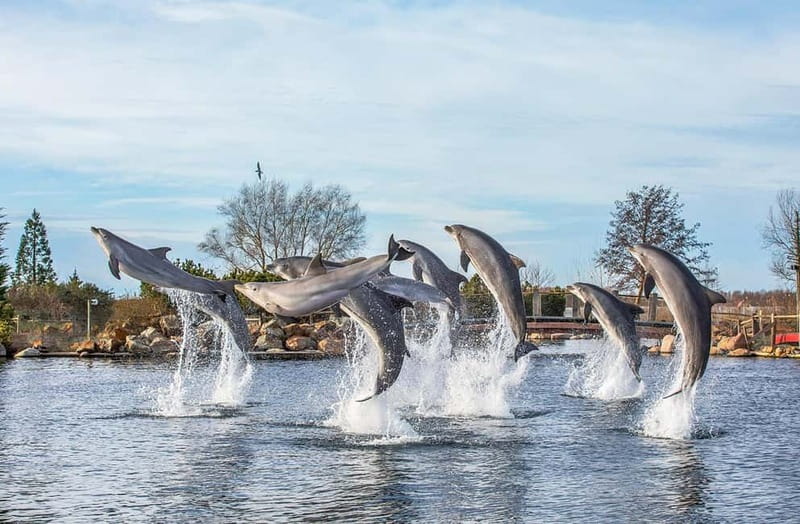 Harderwijk: Dolfinarium Entry Ticket - Dolfinarium Harderwijk: a family day built around marine life